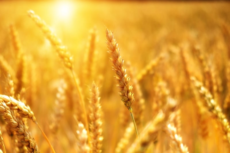 Seasonal Crops