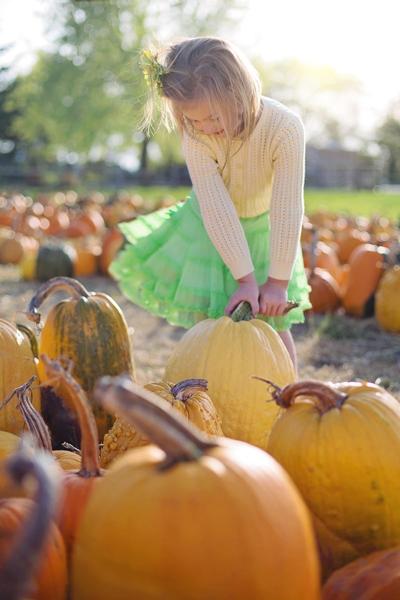 Seasonal Pumpkin